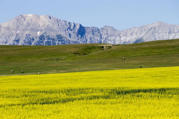 Lundbreck yakınlarında açan sarı kanola çiçekleri Cowboy Patikasında Kanada 'nın Alberta şehrinde Kanadalı kayalıklarla.