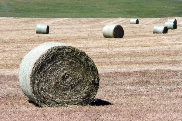 Bale Hay Field Lundbreck Alberta Canada — Stock Photo, Image