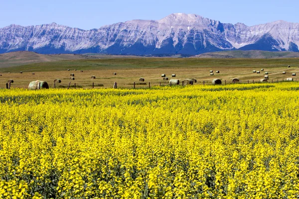 カナダ アルバータ州のLundbreck近くのカウボーイトレイルで開花中のカナダのロッキー山脈と黄色の菜の花畑の眺め — ストック写真