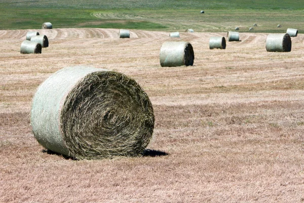 Paca Heno Campo Cerca Lundbreck Alberta Canadá — Foto de Stock