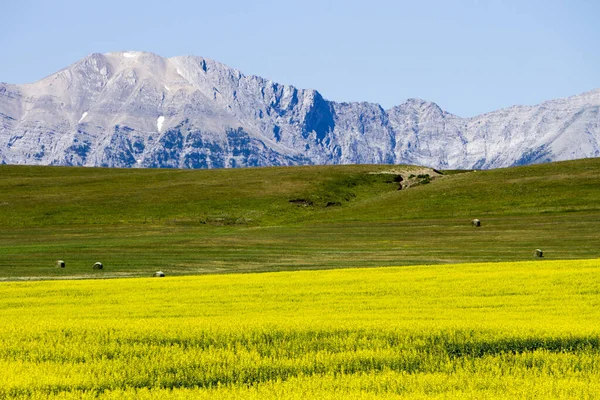 Gula Canola Blommor Blom Nära Lundbreck Cowboy Trail Med Kanadensiska — Stockfoto