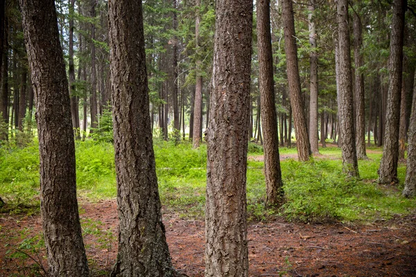 Landschaftliche Landschaft Aus Tannenstämmen Einem Gemäßigten Regenwald Der Nähe Von — Stockfoto