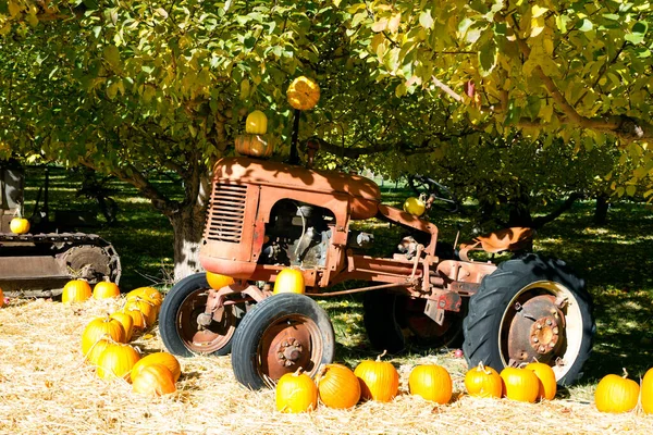Starý Starožitný Traktor Zemědělské Vybavení Bio Farmě Jablečný Sad Uspořádáním — Stock fotografie