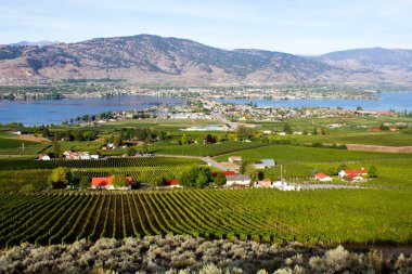 Kanada 'nın British Columbia kentindeki Okanagan Vadisi' nde Osoyoos ve Osoyoos Gölü 'ne bakan tarım ve üzüm bağları manzarası. 