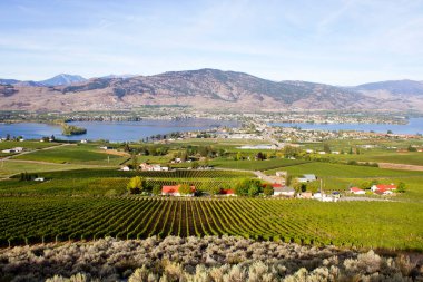 Kanada 'nın British Columbia kentindeki Okanagan Vadisi' nde Osoyoos ve Osoyoos Gölü 'ne bakan tarım ve üzüm bağları manzarası. 