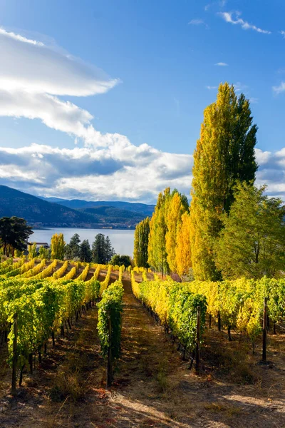 Okanagan Valley vineyard, winery and organic farm located on the Naramata Bench overlooking Okanagan Lake in Penticton, British Columbia, Canada. 