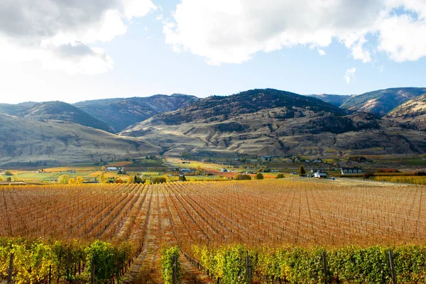 Scenic Őszi Kilátás Vidéki Táj Szőlőültetvények Oliver Található Okanagan Valley — Stock Fotó