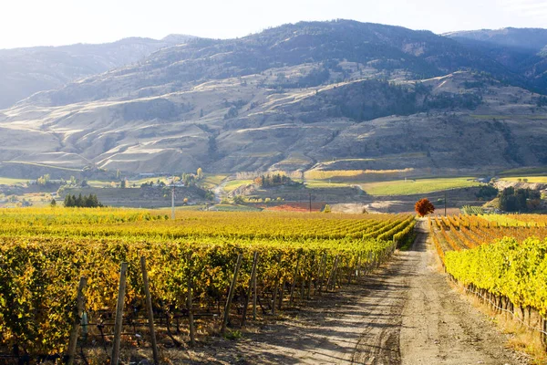 Scénický Podzimní Pohled Venkovskou Krajinu Vinice Oliver Nachází Okanagan Valley — Stock fotografie