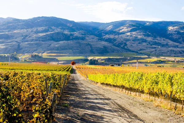 Landelijk Landschap Wijngaarden Van Oliver Gelegen Okanagan Valley Brits Columbia — Stockfoto