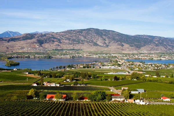 Kanada 'nın British Columbia kentindeki Okanagan Vadisi' nde Osoyoos ve Osoyoos Gölü 'ne bakan tarım ve üzüm bağları manzarası. 
