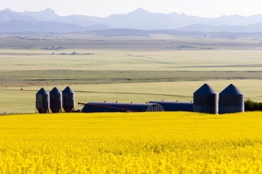 Tahıl ambarı ve kanola tarlaları, Kanada 'nın Alberta eyaletinin Pincher Deresi yakınlarındaki Kanada Kayalıkları' nın arka planında yer alan kırsal bir çayırda tamamen çiçek açıyor..
