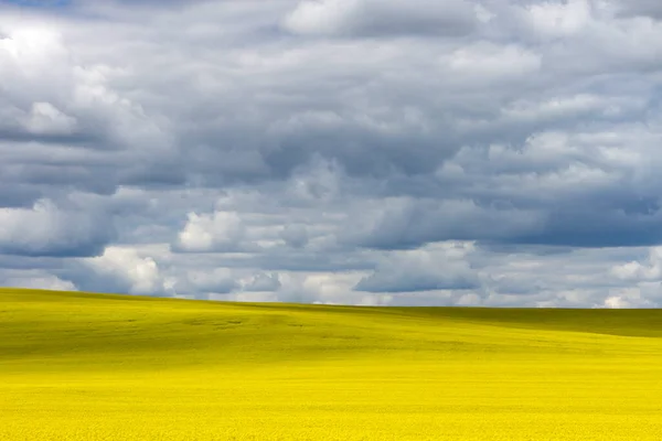 Yellow Canola Field Bloom Dramatic Sky Cloudscape Canadian Prairie Pincher — Stock Photo, Image