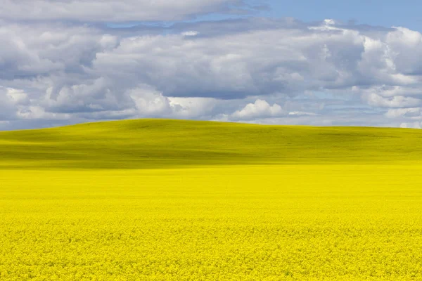 Κίτρινο Πεδίο Canola Άνθιση Δραματικό Ουρανό Cloudscape Στο Καναδικό Λιβάδι — Φωτογραφία Αρχείου