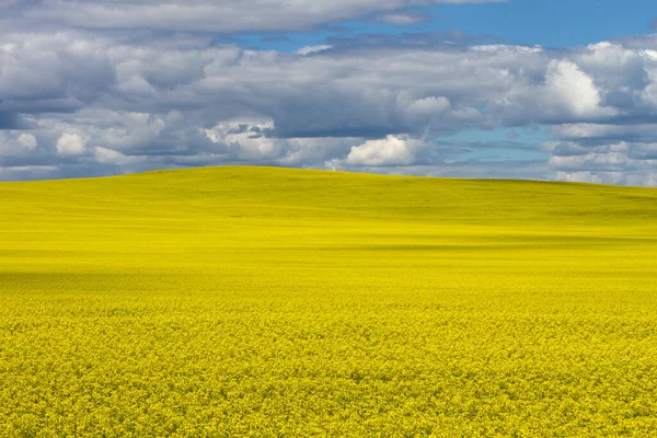 Champ Canola Jaune Fleurs Avec Ciel Nuageux Spectaculaire Dans Prairie — Photo