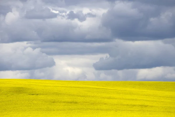 Gul Canola Fält Blom Med Dramatisk Himmel Molnlandskap Den Kanadensiska — Stockfoto