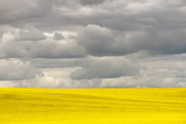 Yellow Canola Field Bloom Dramatic Sky Cloudscape Canadian Prairie Pincher — Stock Photo, Image
