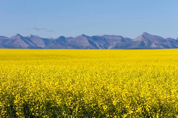 Vista Alberta Rural Campo Canola Amarelo Flor Com Montanhas Rochosas — Fotografia de Stock