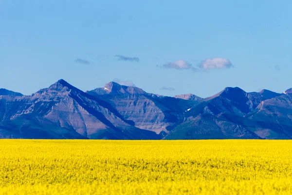 Veduta Dell Alberta Rurale Campo Colza Gialla Fiore Con Montagne — Foto Stock