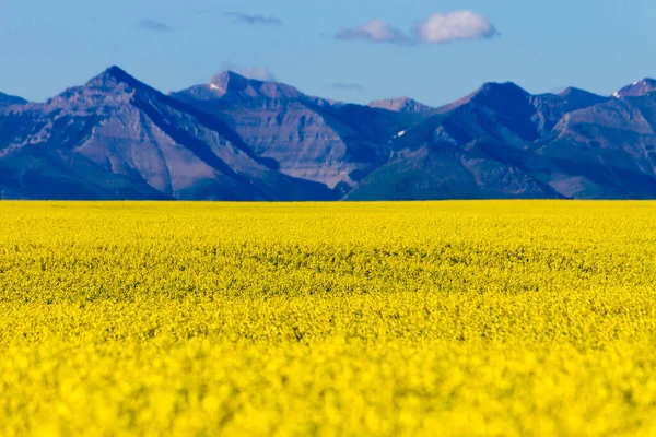 Pohled Rozkvetlé Venkovské Alberta Žluté Kanolové Pole Kanadskými Skalami Pozadí — Stock fotografie