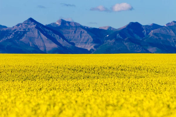 Veduta Dell Alberta Rurale Campo Colza Gialla Fiore Con Montagne — Foto Stock