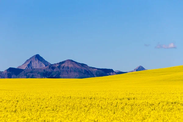 Veduta Dell Alberta Rurale Campo Colza Gialla Fiore Con Montagne — Foto Stock