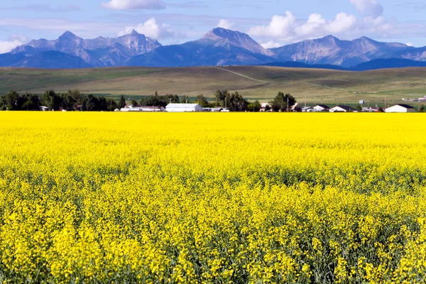 Village Cowley Yellow Canola Field Bloom Canadian Rockies Background Pincher — Stockfoto