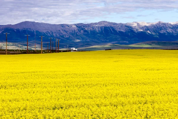 View Canola Field Canadian Rockies Background Pincher Creek Alberta Canada — Stockfoto