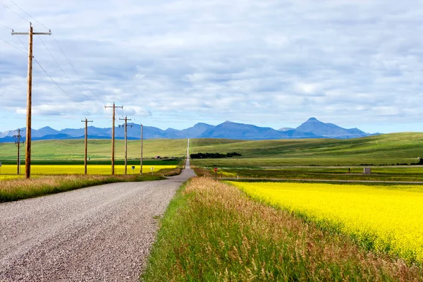 Gul Canola Fält Blom Med Landsväg Och Den Kanadensiska Klippiga — Stockfoto