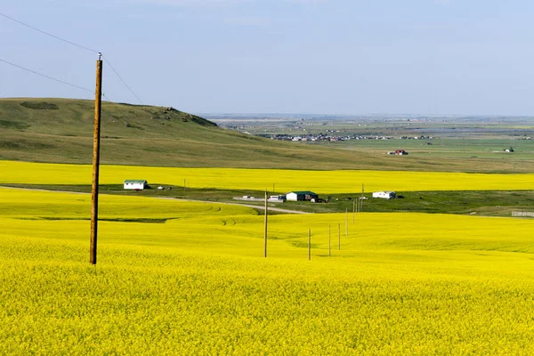 Vindturbinproduktion Canola Fält Blom Nära Pincher Creek Alberta Kanada — Stockfoto