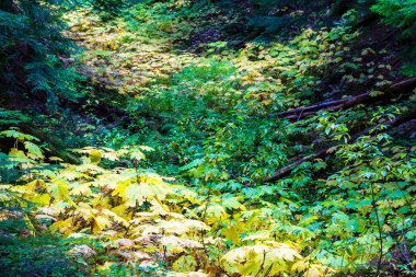 Retallack 'ın eski sedir başlığı, eski bir sedir koruluğunun içinden geçen kısa, dolambaçlı bir döngüdür! Bazı ağaçlar yüzlerce yıllık ve etkileyici yüksekliklere kadar kule gibi yükseliyor. İzler İngiliz Kaslo yakınlarındaki Retallack 'ta.