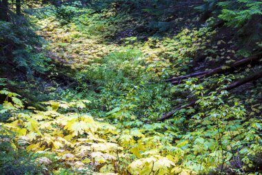 Retallack 'ın eski sedir başlığı, eski bir sedir koruluğunun içinden geçen kısa, dolambaçlı bir döngüdür! Bazı ağaçlar yüzlerce yıllık ve etkileyici yüksekliklere kadar kule gibi yükseliyor. İzler İngiliz Kaslo yakınlarındaki Retallack 'ta.