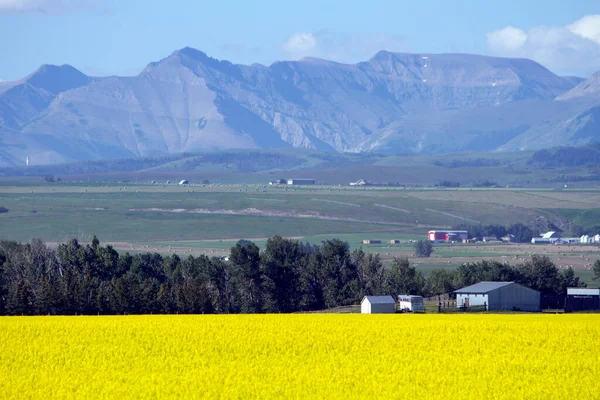 Veduta Dell Alberta Rurale Campo Colza Gialla Fiore Con Montagne — Foto Stock