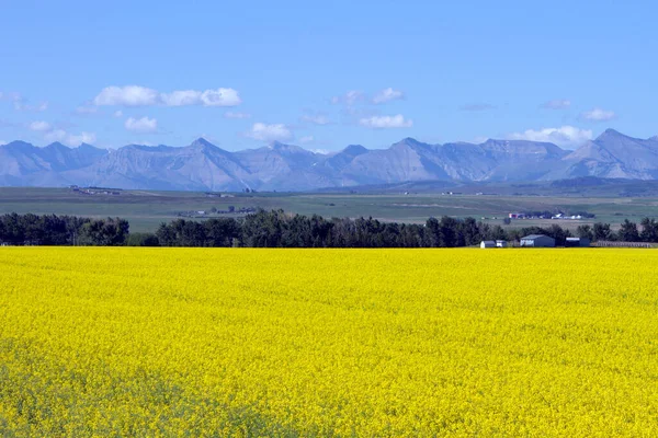 Uitzicht Landelijk Alberta Een Geel Canola Veld Bloei Met Canadese — Stockfoto