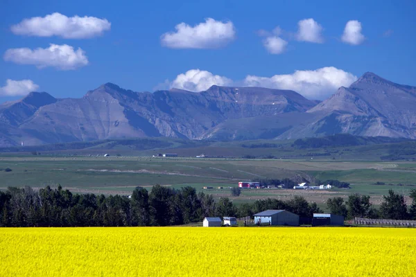 Veduta Dell Alberta Rurale Campo Colza Gialla Fiore Con Montagne — Foto Stock