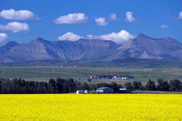 Veduta Dell Alberta Rurale Campo Colza Gialla Fiore Con Montagne — Foto Stock