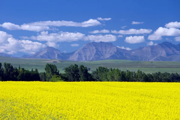 Veduta Dell Alberta Rurale Campo Colza Gialla Fiore Con Montagne — Foto Stock