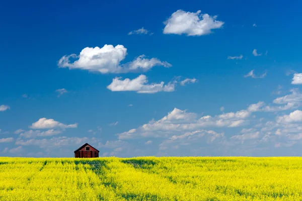 One Red Barn Yellow Feild Canola Bloom Blue Sky Fluffy — Stock Photo, Image