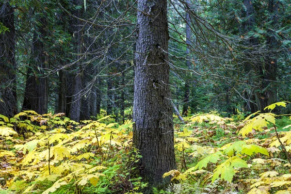 Retallack Old Growth Cedars Trailhead Ist Eine Kurze Gewundene Schleife — Stockfoto