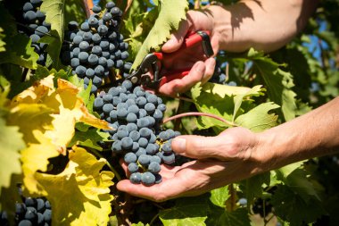 Kanada 'nın Britanya Kolumbiyası' ndaki Okanagan Vadisi 'nde sonbahar üzüm hasadı sırasında Shiraz üzümü hasat etmek..