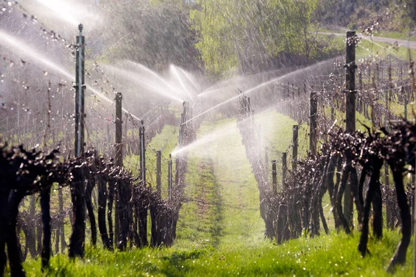 Irrigação Água Aspersão Pulverização Névoa Água Videiras Dormentes Parte Manhã — Fotografia de Stock