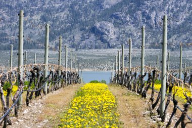 Osoyoos, British Columbia, Kanada yakınlarındaki Okanagan Vadisi 'nde bahar mevsiminde hareketsiz duran organik üzüm bağlarının manzarası..