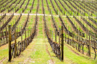 Osoyoos, British Columbia, Kanada yakınlarındaki Okanagan Vadisi 'nde bahar mevsiminde hareketsiz duran organik üzüm bağlarının manzarası..