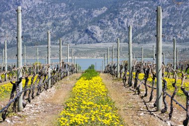 Osoyoos, British Columbia, Kanada yakınlarındaki Okanagan Vadisi 'nde bahar mevsiminde hareketsiz duran organik üzüm bağlarının manzarası..
