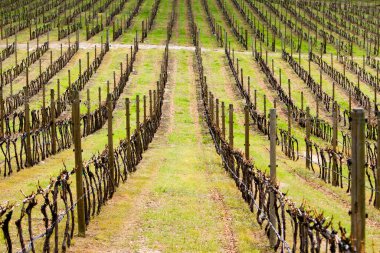 Osoyoos, British Columbia, Kanada yakınlarındaki Okanagan Vadisi 'nde bahar mevsiminde hareketsiz duran organik üzüm bağlarının manzarası..