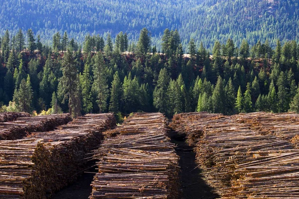 Tronchi Legno Tagliato Poco Mucchio Una Segheria Midway Columbia Britannica — Foto Stock