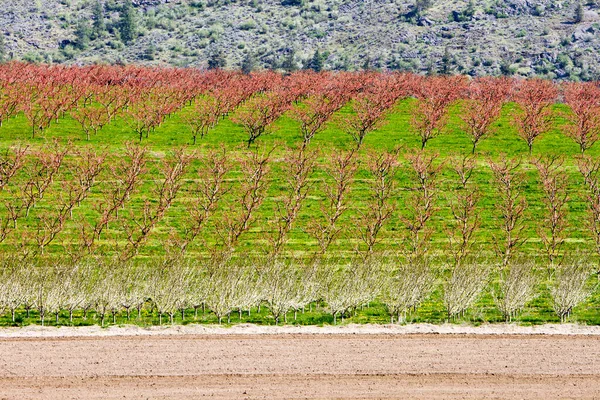 Orgânico Pêssego Orchard Okanagan Valley — Fotografia de Stock