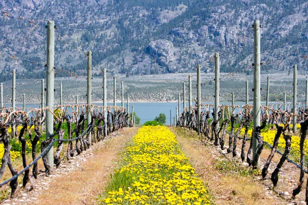 Vista Panorâmica Videiras Orgânicas Dormentes Primavera Vale Okanagan Perto Osoyoos — Fotografia de Stock