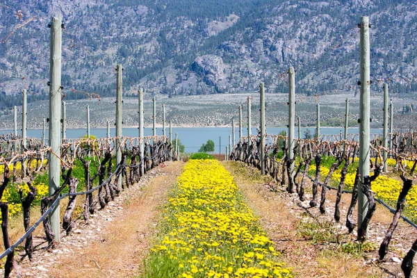 Scénický Pohled Spící Organické Vinné Révy Jarním Období Údolí Okanagan — Stock fotografie