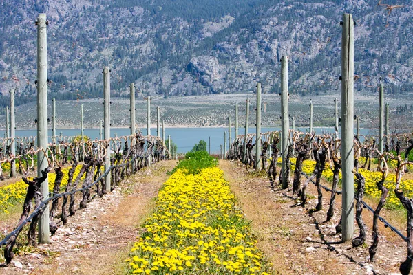 Scenic View Dormant Organic Grape Vines Spring Okanagan Valley Osoyoos — стоковое фото