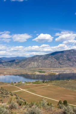 Okanagan Vadisi, Britanya Kolumbiyası, Kanada 'daki Osoyoos' ta bahar mevsiminde tarımsal manzara ve üzüm bağları.